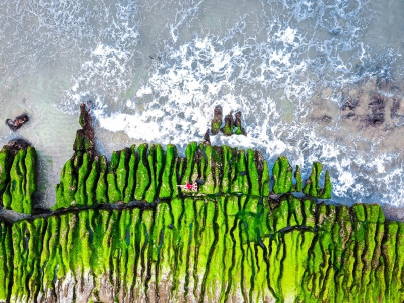 hình ảnh bãi biển rêu xanh