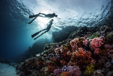 Freediving - Bộ môn thể thao dưới nước đầy hấp dẫn và mới lạ