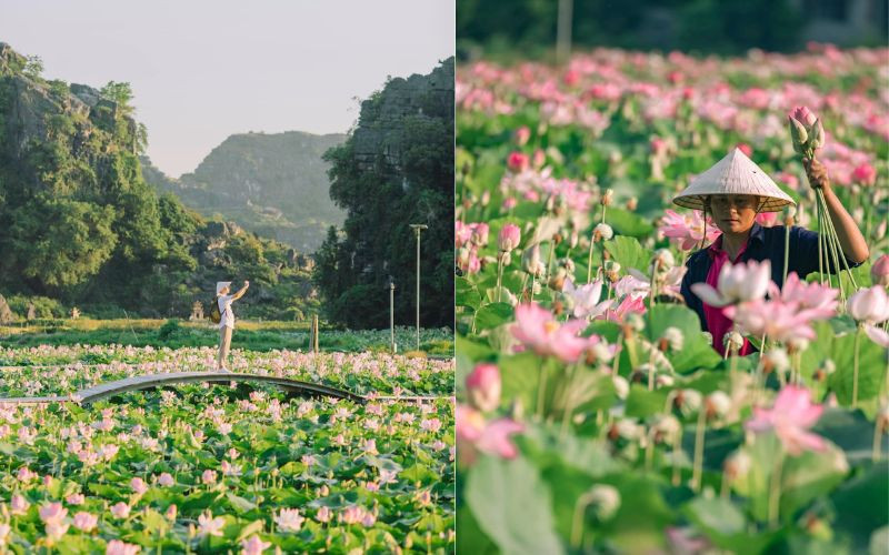 Mùa sen Ninh Bình với không gian thiên nhiên tuyệt đẹp